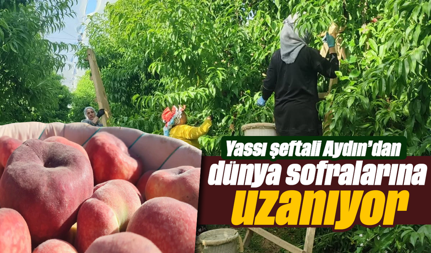 Yassı şeftali Aydın’dan dünya sofralarına uzanıyor