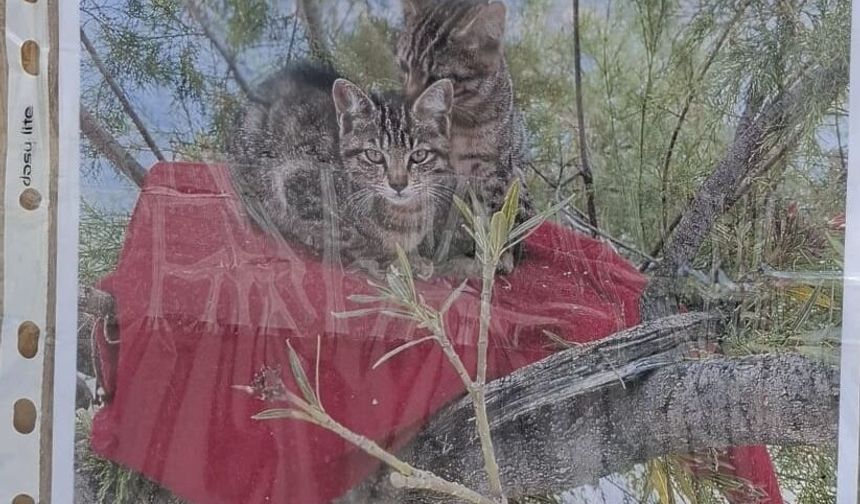 Kuşadası esnafı 'kayıp yavrular' için seferberlik başlattı