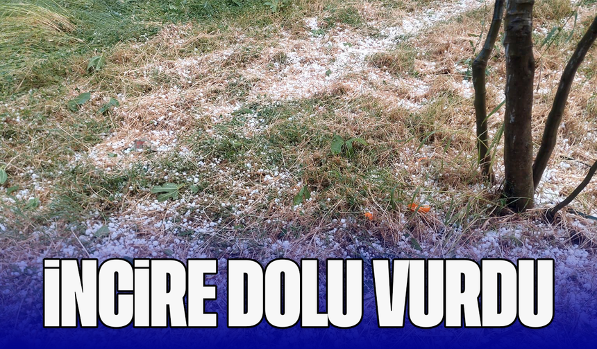 İncire dolu vurdu