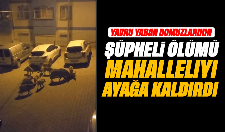 Yavru yaban domuzlarının şüpheli ölümü mahalleliyi ayağa kaldırdı