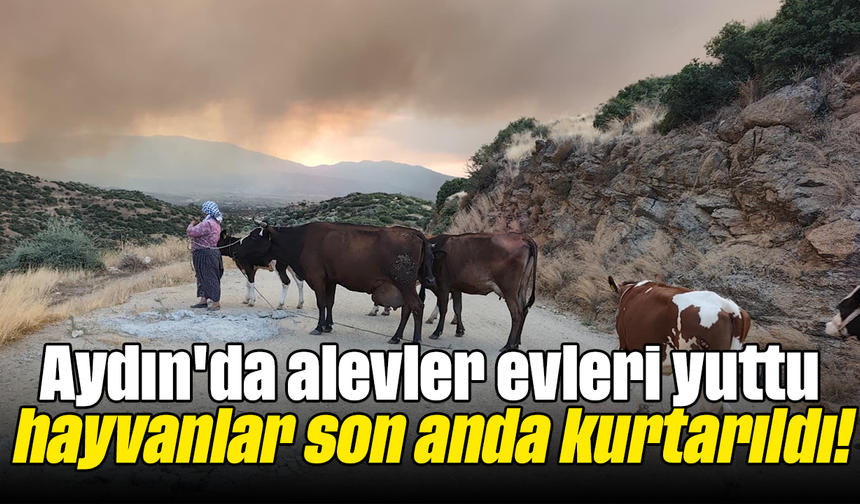Aydın'da alevler evleri yuttu, hayvanlar son anda kurtarıldı!