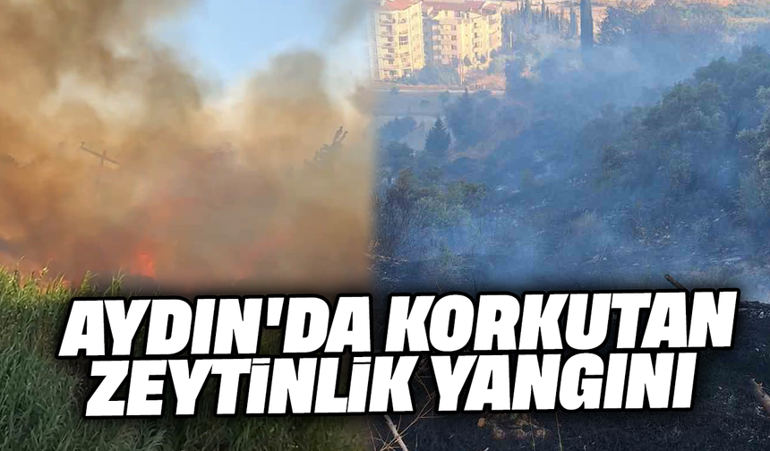 Aydın'da korkutan zeytinlik yangını