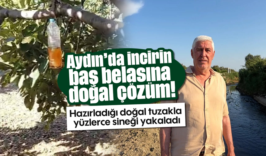 Aydın’da incirin baş belasına, doğal çözüm!