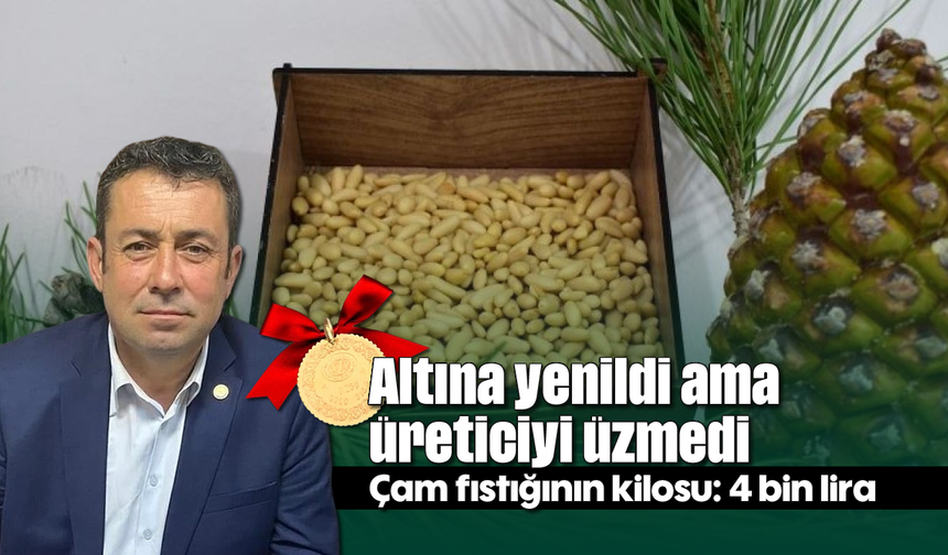 Altına yenildi ama üreticiyi üzmedi: Çam fıstığının kilosu: 4 bin lira