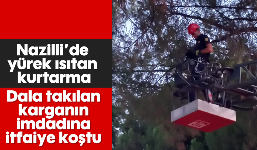 Nazilli’de yürek ısıtan kurtarma: Dala takılan karganın imdadına itfaiye koştu