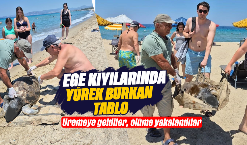 Ege kıyılarında yürek burkan tablo : Üremeye geldiler, ölüme yakalandılar