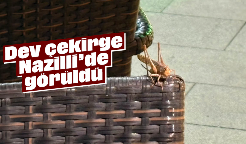 Dev çekirge Nazilli’de görüldü