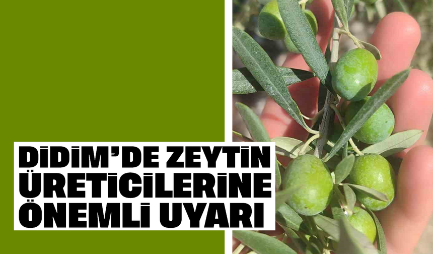 Didim’de zeytin üreticilerine önemli uyarı