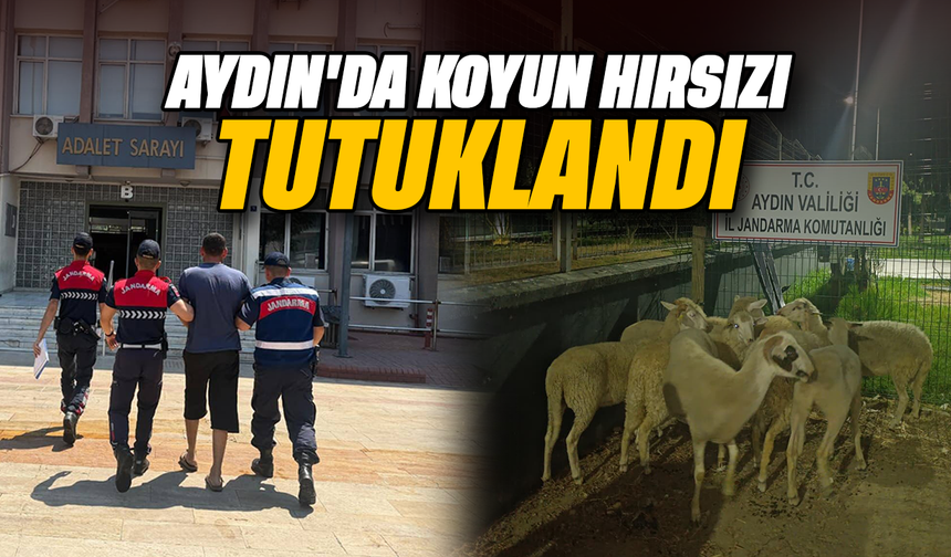 Aydın’da koyun hırsızı tutuklandı
