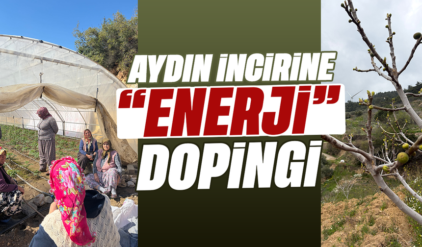 Aydın incirine “enerji” dopingi