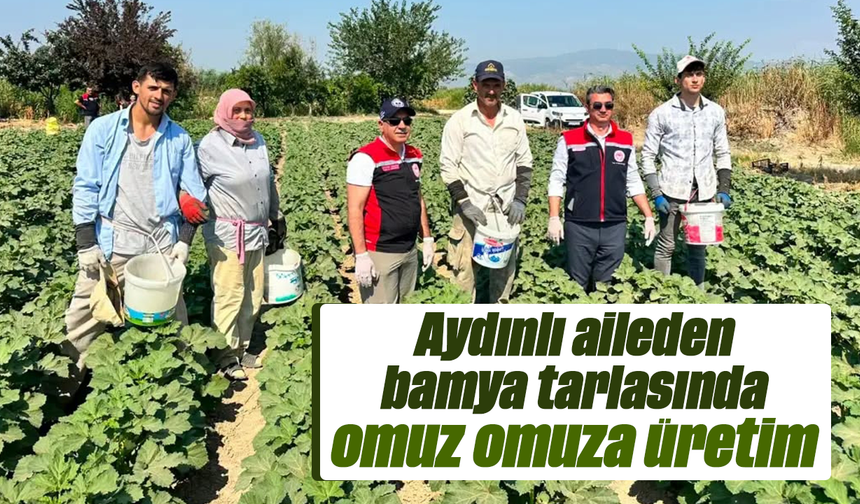 Aydınlı aileden bamya tarlasında omuz omuza üretim