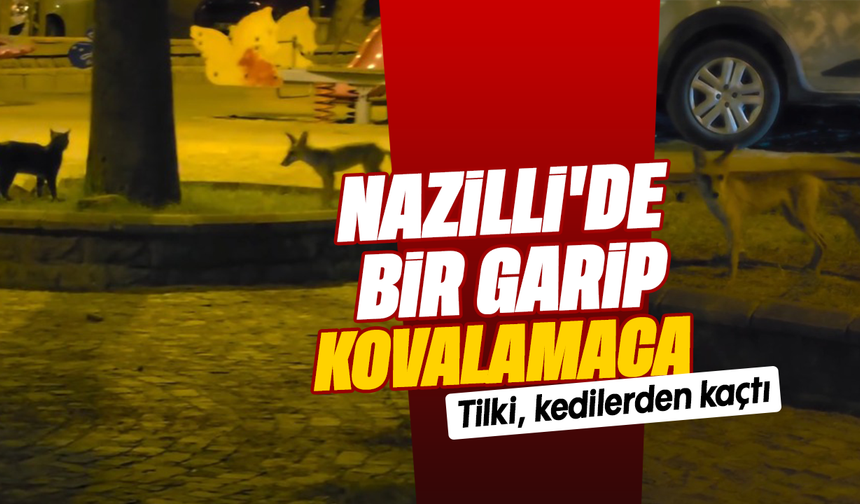 Nazilli'de bir garip kovalamaca - Tilki, kedilerden kaçtı