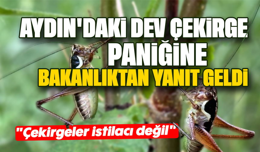 Aydın'daki dev çekirge paniğine bakanlıktan yanıt geldi - "Çekirgeler istilacı değil"