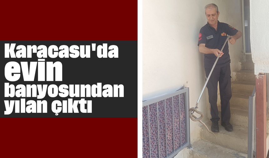 Karacasu'da evin banyosundan yılan çıktı