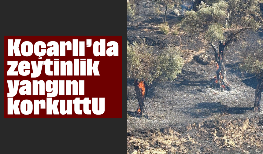 Koçarlı’da zeytinlik yangını korkuttu
