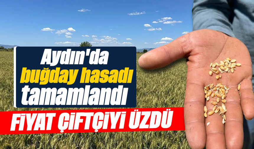 Aydın'da buğday hasadı tamamlandı: Fiyat çiftçiyi üzdü