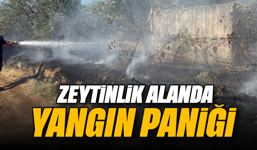 Zeytinlik alanda yangın paniği!