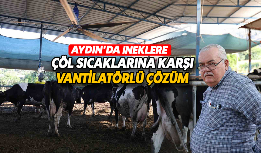 Aydın'da ineklere çöl sıcaklarına karşı vantilatörlü çözüm