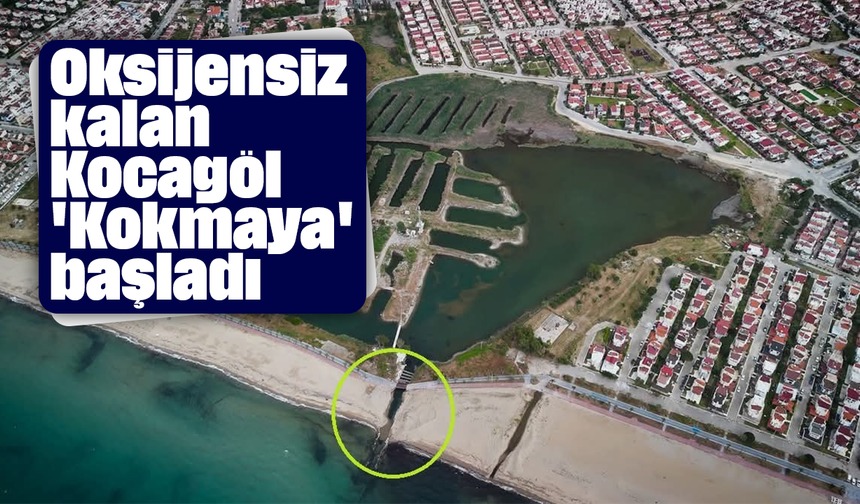 Oksijensiz kalan Kocagöl 'Kokmaya' başladı