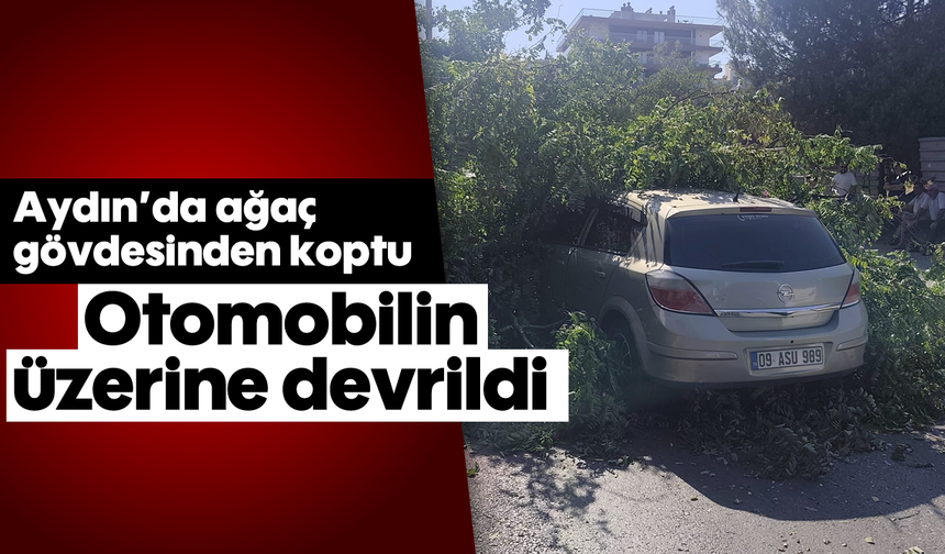 Aydın’da ağaç gövdesinden koptu, otomobilin üzerine devrildi