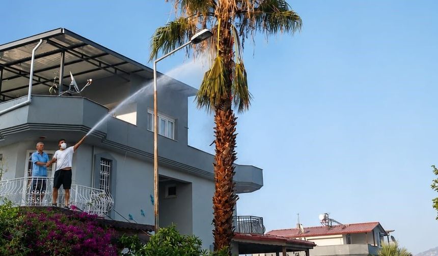 Aydın'da korkutan zeytinlik yangını