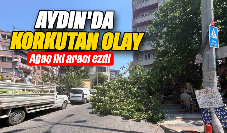 Aydın'da korkutan olay:  ağaç iki aracı ezdi