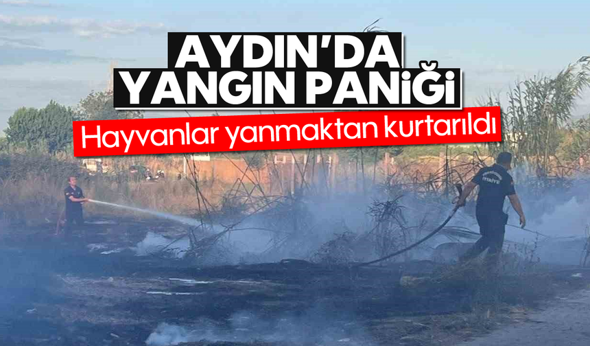 Aydın'da yangın paniği: Hayvanlar yanmaktan kurtarıldı