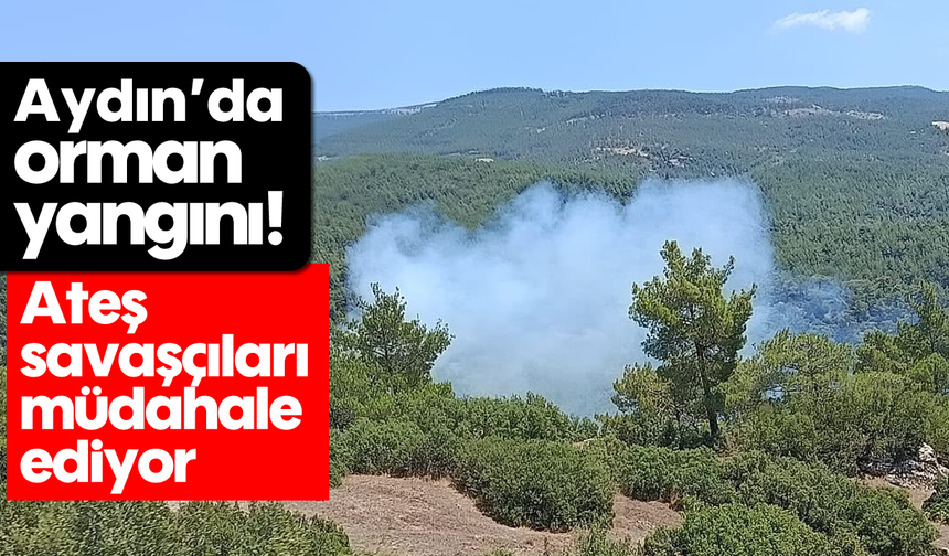Aydın’da orman yangını! Ateş savaşçıları müdahale ediyor