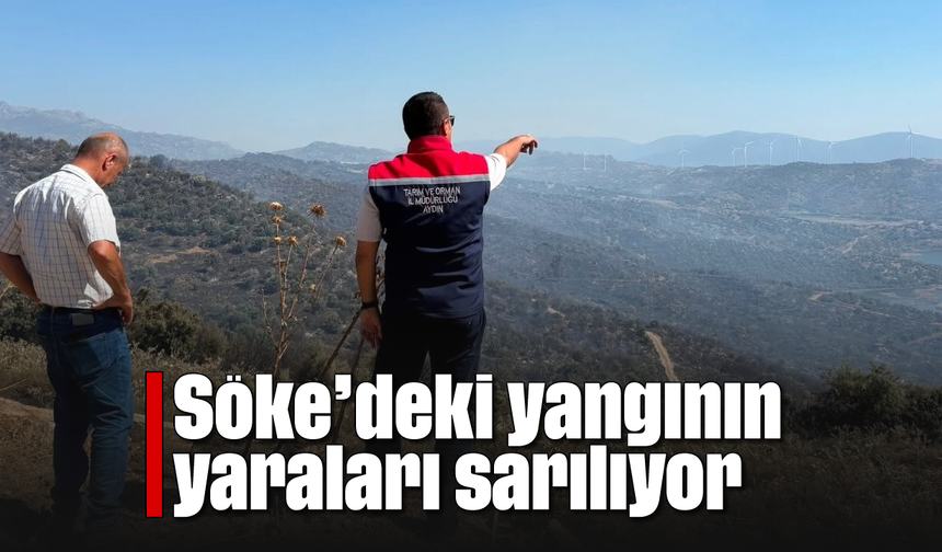 Söke'deki yangının yaraları sarılıyor