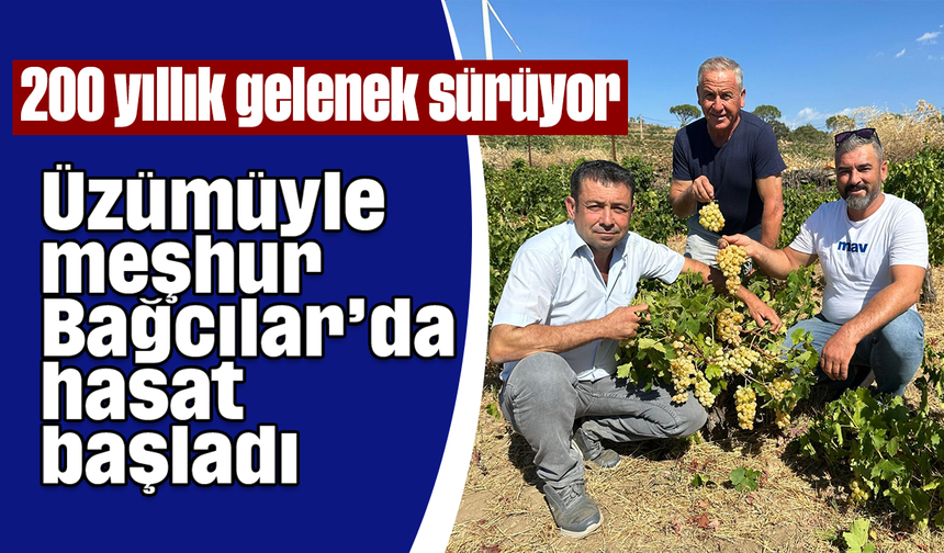 200 yıllık gelenek sürüyor: Üzümüyle meşhur Bağcılar’da hasat başladı