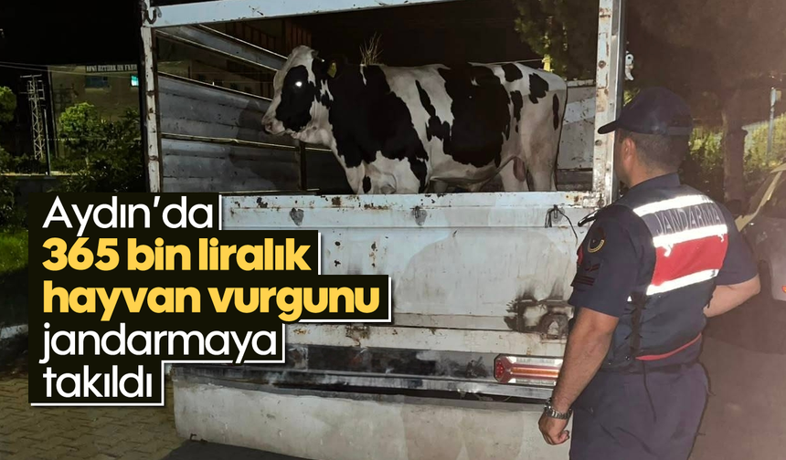 Aydın’da 365 bin liralık hayvan vurgunu jandarmaya takıldı