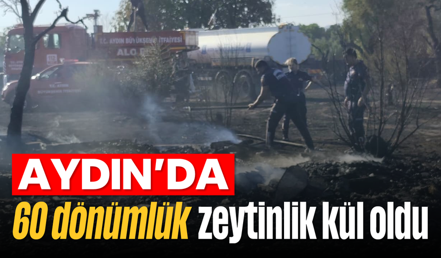 Aydın’da 60 dönümlük zeytinlik kül oldu