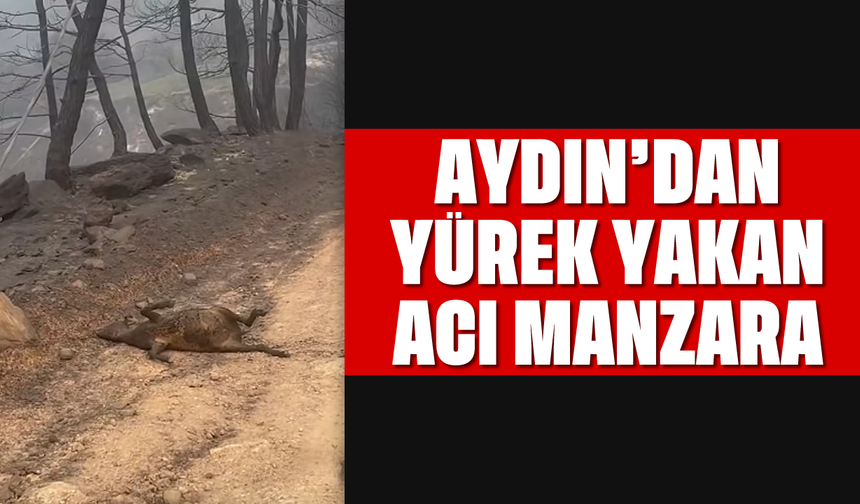 Aydın'dan yürek yakan acı manzara