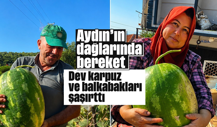 Aydın’ın dağlarında bereket: Dev karpuz ve balkabakları şaşırttı