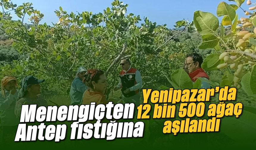 Menengiçten Antep fıstığına: Yenipazar’da 12 bin 500 ağaç aşılandı