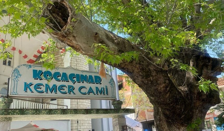Aydın’ın asırlık çınarı koruma altında