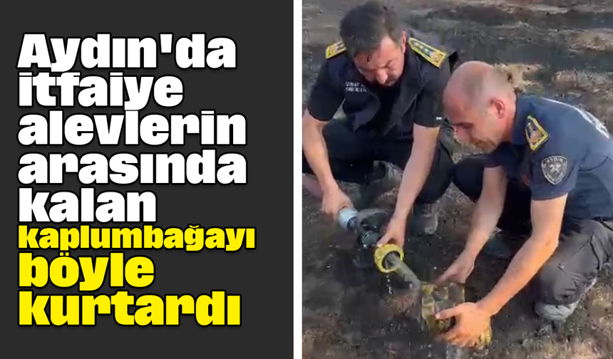 Aydın'da itfaiye alevlerin arasında kalan kaplumbağayı böyle kurtardı