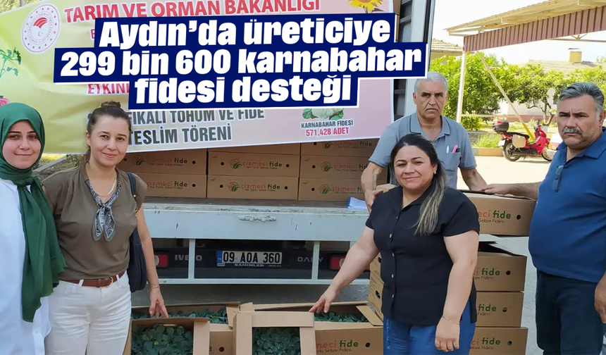 Aydın’da üreticiye 299 bin 600 karnabahar fidesi desteği