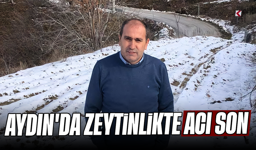Aydın'da zeytinlikte acı son