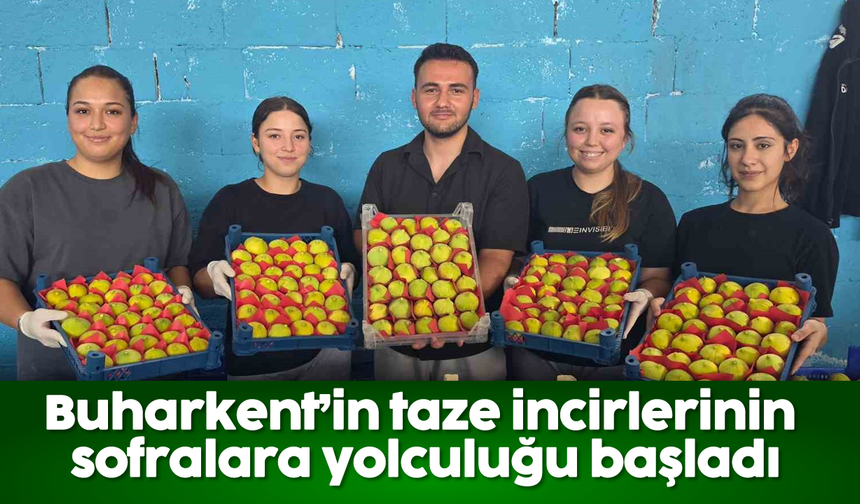 Buharkent’in taze incirlerinin sofralara yolculuğu başladı