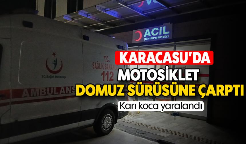 Karacasu'da motosiklet domuz sürüsüne çarptı: Karı koca yaralandı