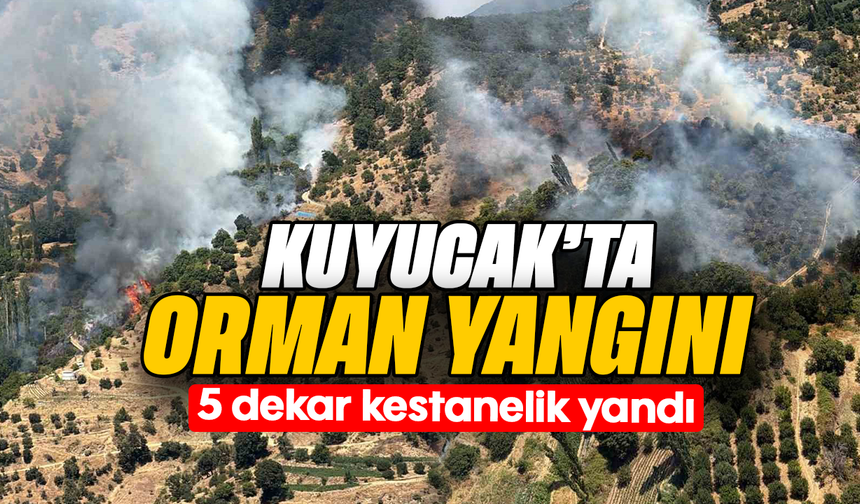 Kuyucak’ta orman yangını: 5 dekar kestanelik yandı