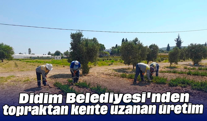 Didim Belediyesi'nden topraktan kente uzanan üretim