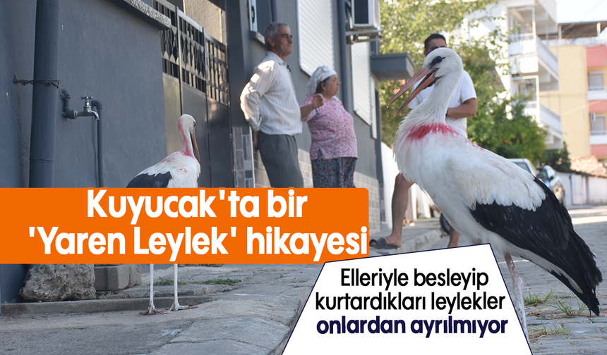 Kuyucak'ta bir 'Yaren Leylek' hikayesi: Elleriyle besleyip kurtardıkları leylekler onlardan ayrılmıyor