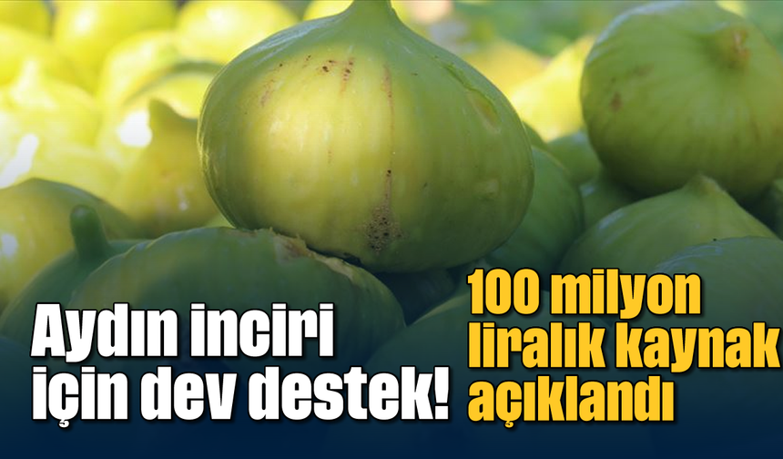 Aydın inciri için dev destek! 100 milyon liralık kaynak açıklandı