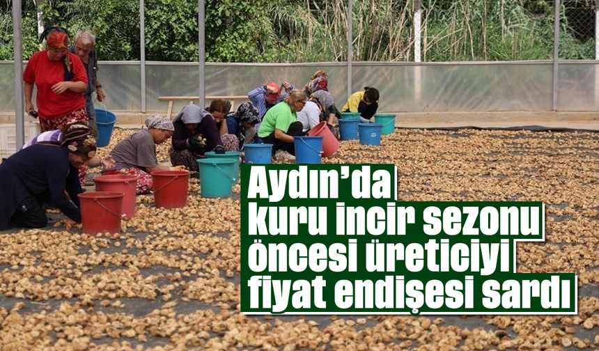 Aydın’da kuru incir sezonu öncesi üreticiyi fiyat endişesi sardı