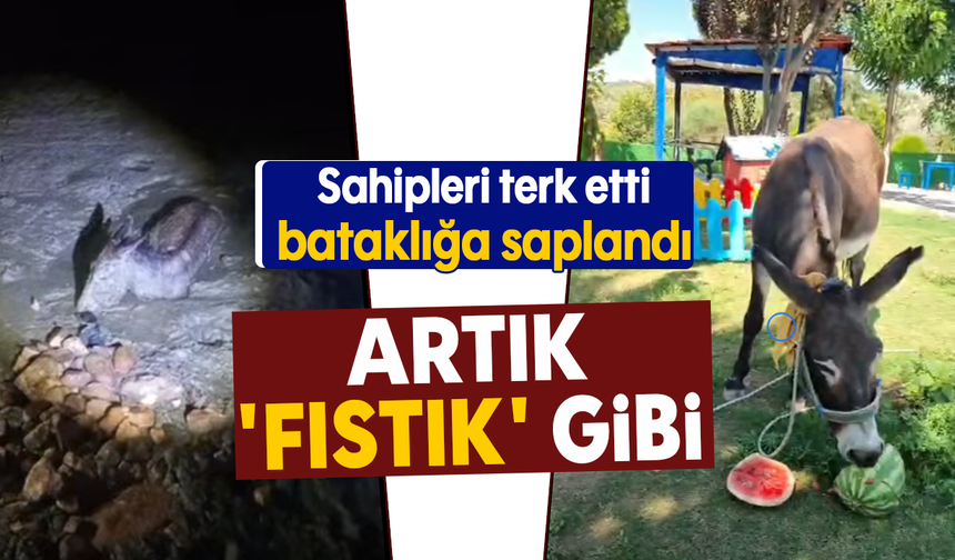 Sahipleri terk etti, bataklığa saplandı: Artık 'Fıstık' gibi