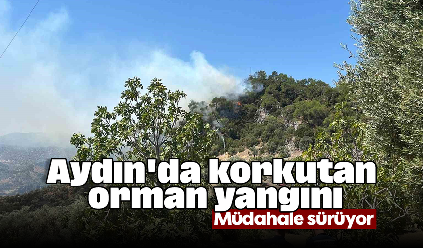 Aydın'da korkutan orman yangını: Müdahale sürüyor