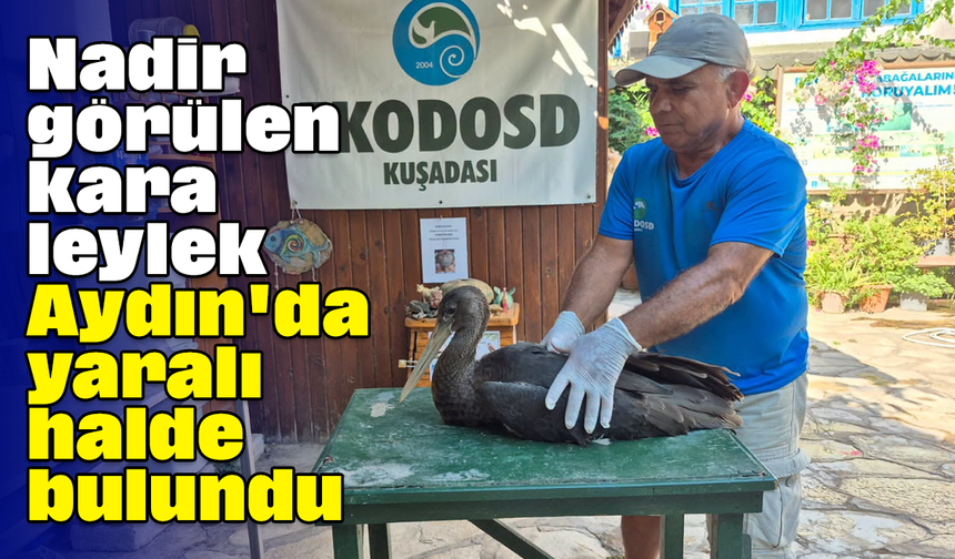 Nadir görülen kara leylek Aydın'da yaralı halde bulundu