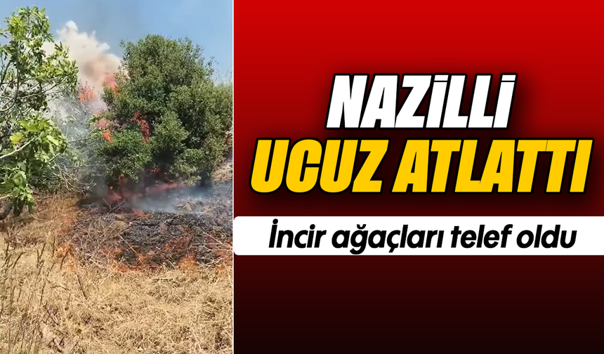 Nazilli ucuz atlattı: İncir ağaçları telef oldu